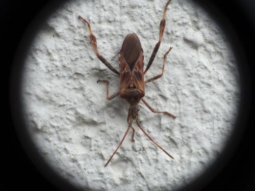 Leptoglossus occidentalis
